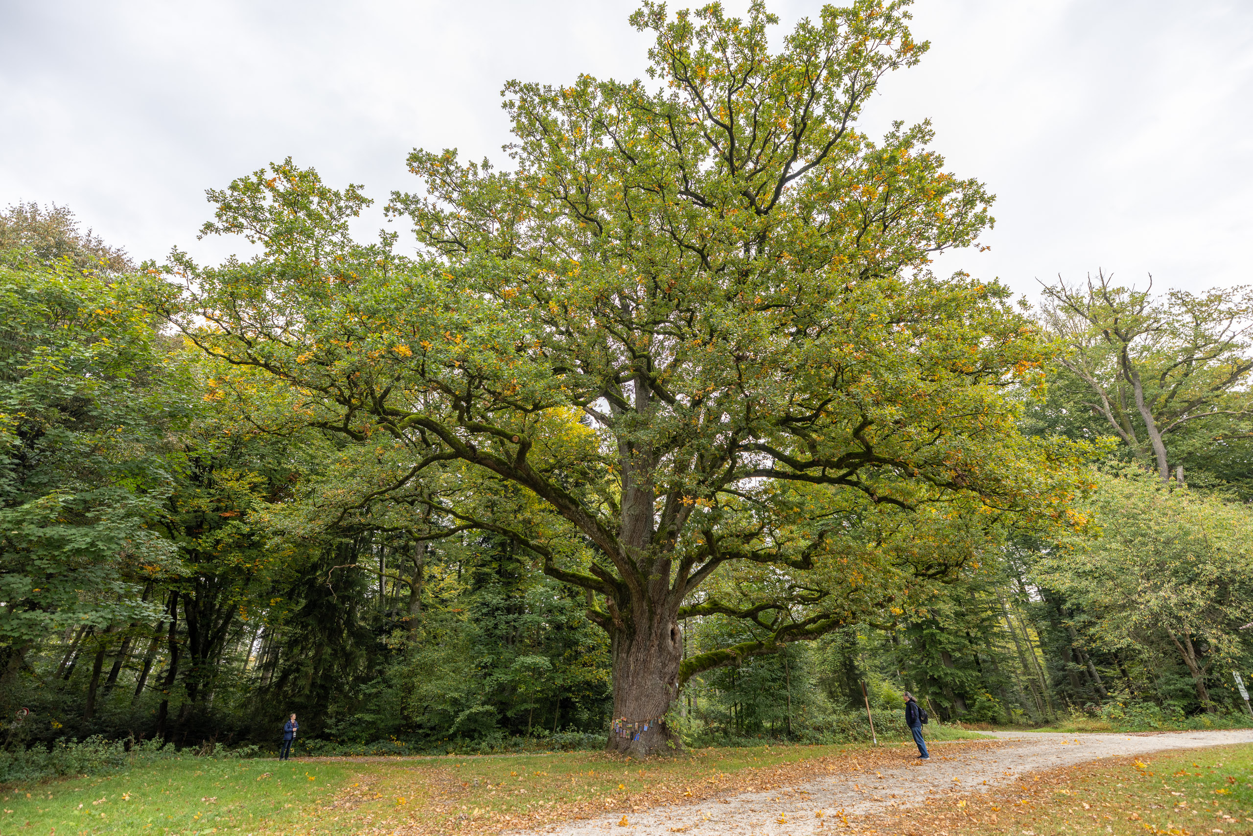 20231015104754 R5D 4344